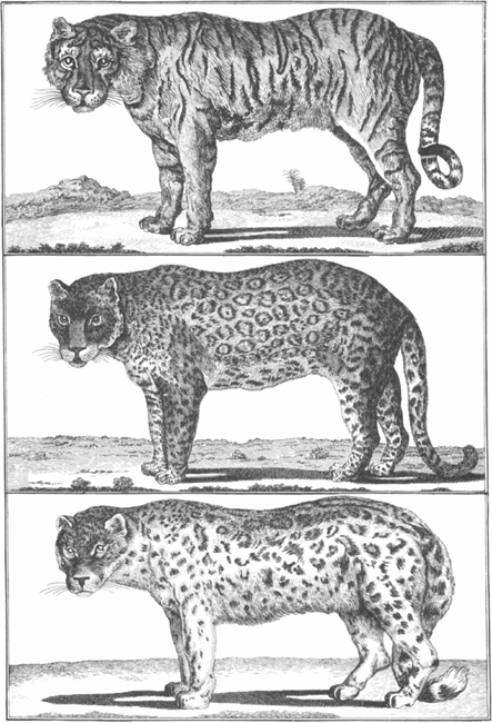 PLATE 14 Top to bottom tiger leopard snow leopard PLATE 15 Top to - photo 14