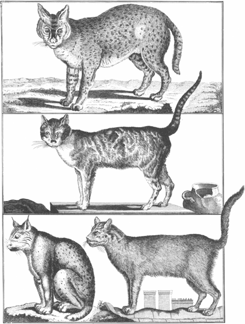 PLATE 16 Top to bottom serval three breeds of domestic cat PLATE 17 Top - photo 16