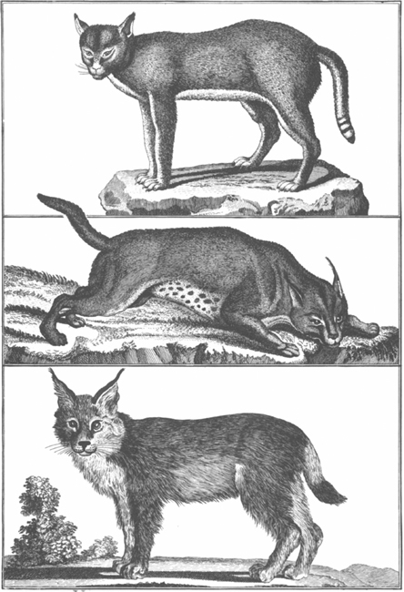 PLATE 17 Top to bottom jungle cat caracal lynx PLATE 18 Breeds of - photo 17