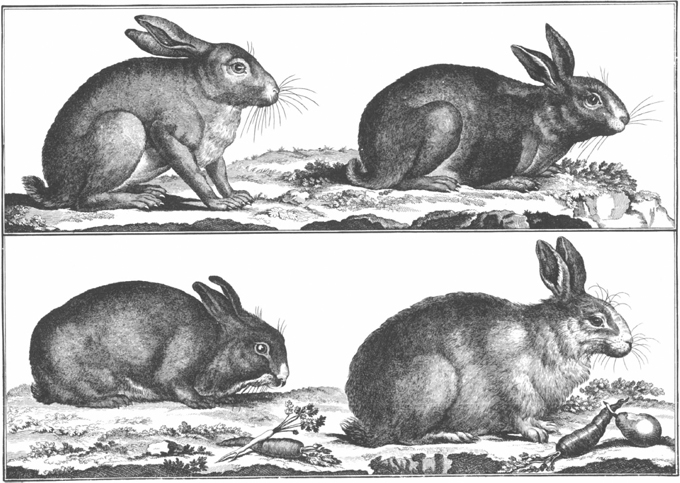 PLATE 3 Rabbits wild top and domesticated bottom PLATE 4 Hares - photo 4