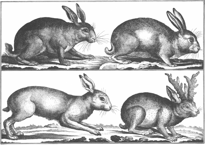 PLATE 4 Hares including bottom right a nonexistent horned hare PLATE 5 - photo 5