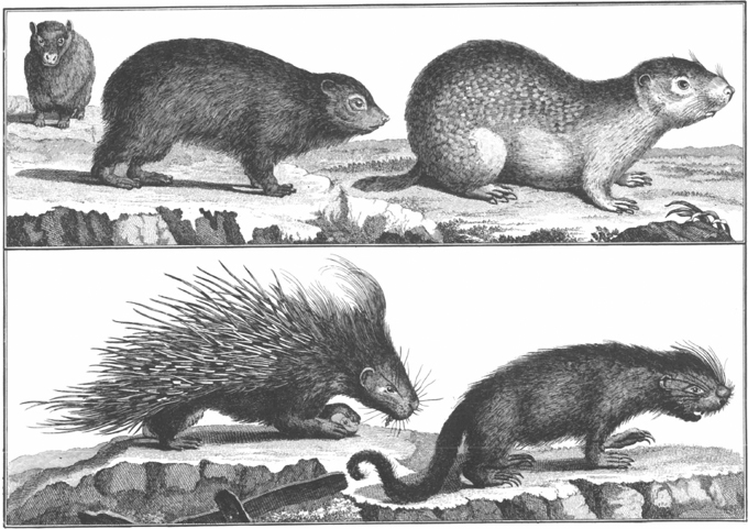 PLATE 5 Top two species of hyrax Bottom two species of porcupine PLATE - photo 6