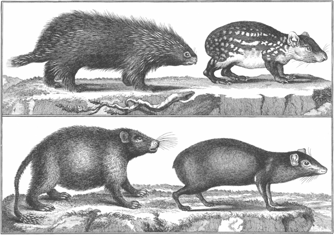 PLATE 6 Top left a species of porcupine right paca Bottom left - photo 7