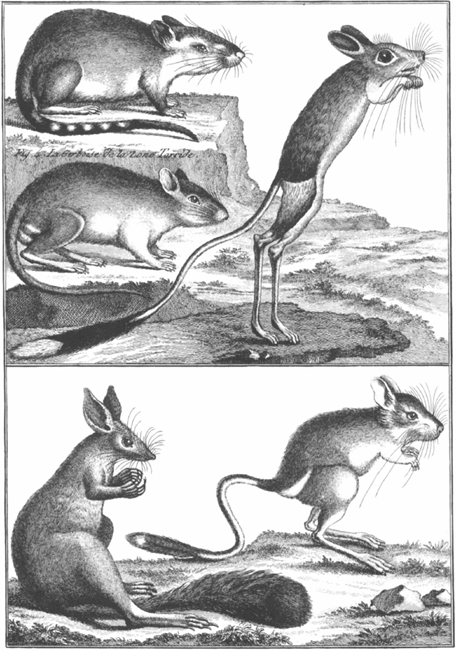 PLATE 7 Various gerbils and jerboas PLATE 8 Various species of dormouse - photo 8