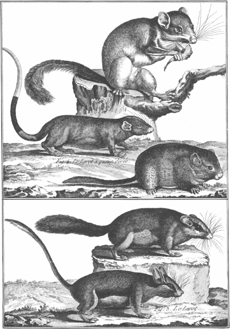 PLATE 8 Various species of dormouse PLATE 9 Top to bottom sable - photo 9