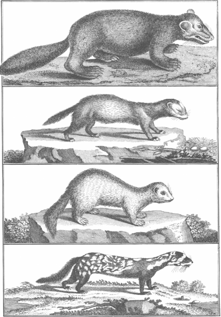 PLATE 9 Top to bottom sable polecat ferret marbled polecat PLATE 10 - photo 10