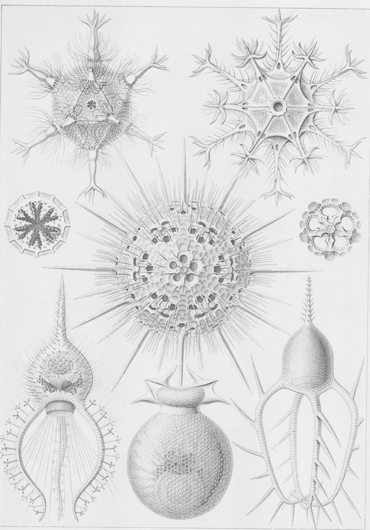 1 Various species of Radiolaria a type of marine Protozoa 2 Various - photo 2