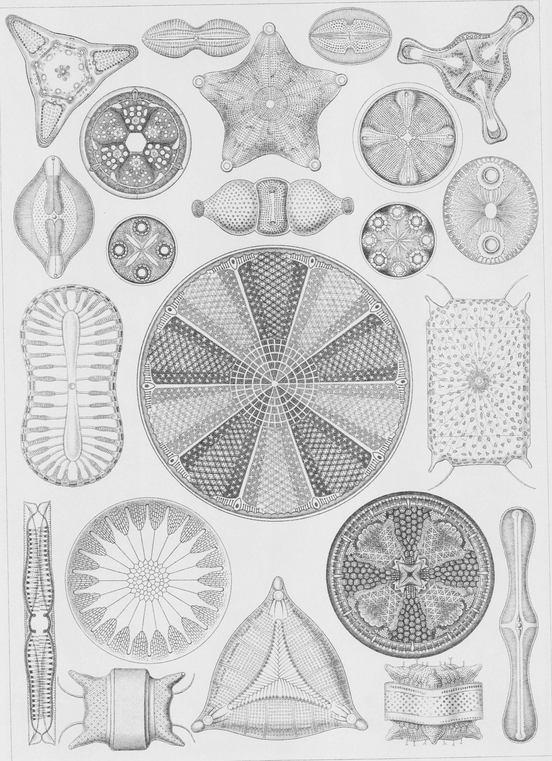 4 Various species of diatoms a type of unicellular plant 5 Various - photo 5