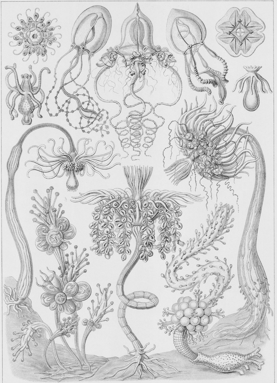 6 Various species of Tubulariidae animals in the same biological class as - photo 7