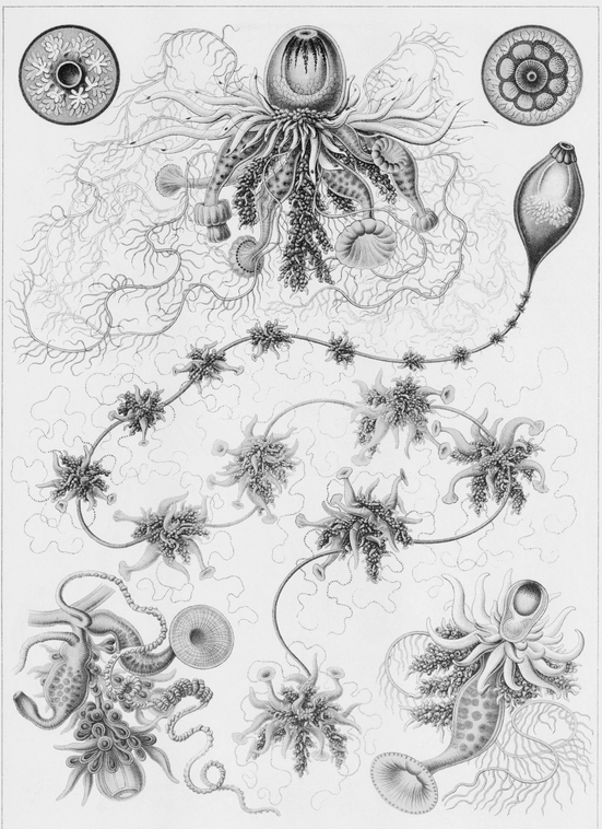 7 Various species of Siphonophora in the same class as hydras 8 - photo 8