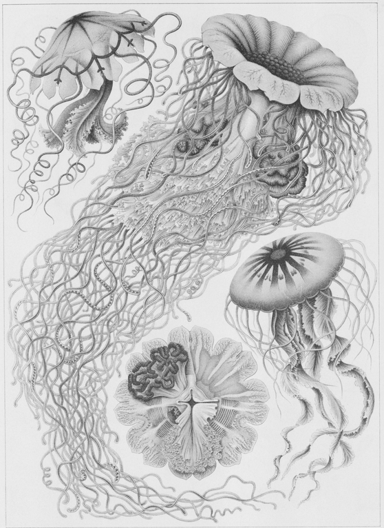 8 Various species of Semaeostomeae the most familiar order of jellyfishes - photo 9