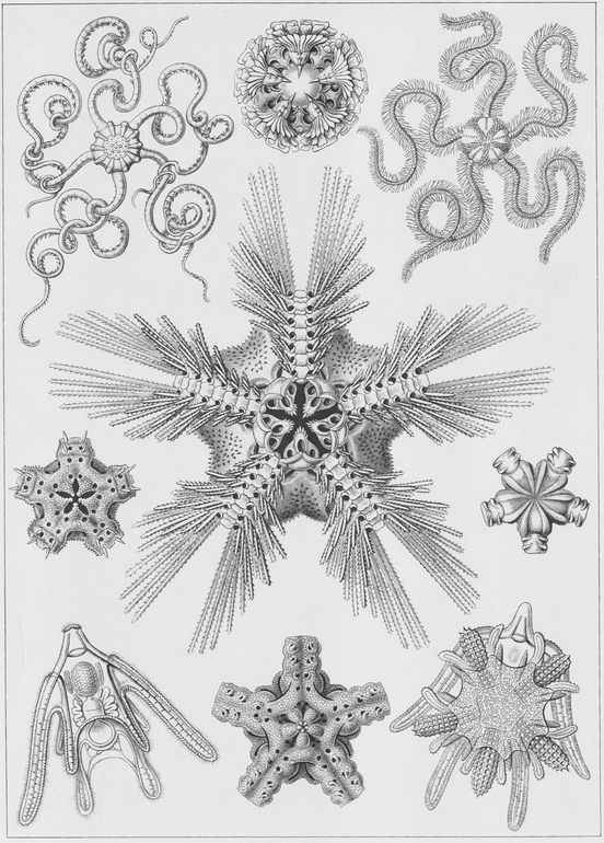 10 Various types of starfishes 11 Various species of Radiolaria a type - photo 11