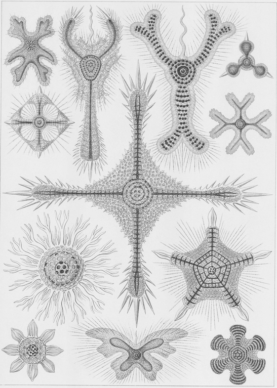 11 Various species of Radiolaria a type of marine Protozoa 12 Various - photo 12