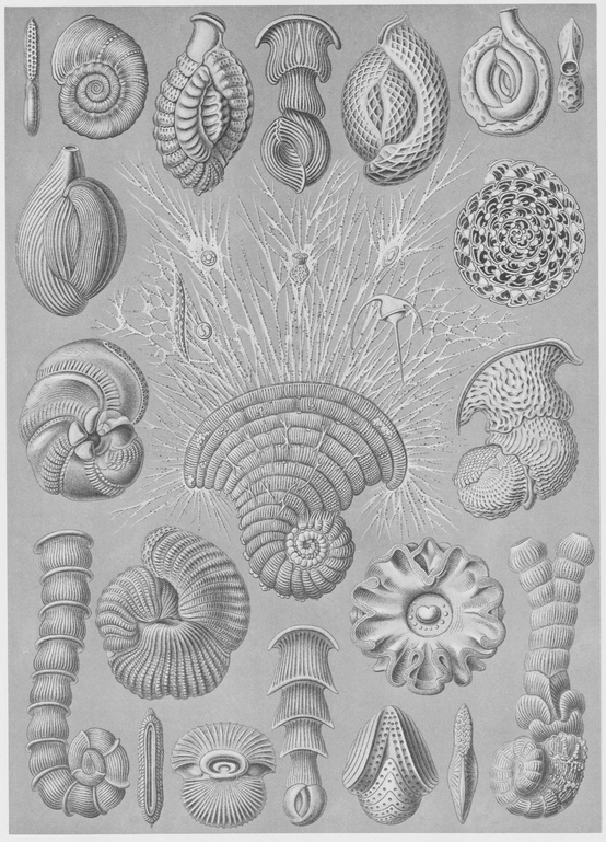 12 Various species of Protozoa related to the Foraminifera 13 Various - photo 13