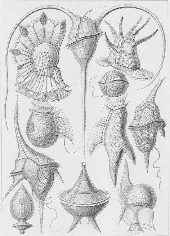 14 Various species of Dinoflagellata an order of the class of flagellates - photo 15