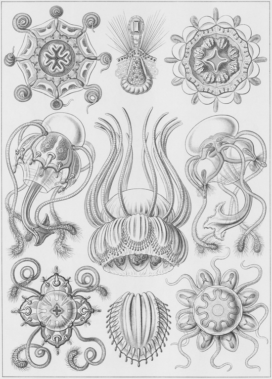 16 Various species of Narcomedusae in the same class as hydras 17 - photo 17