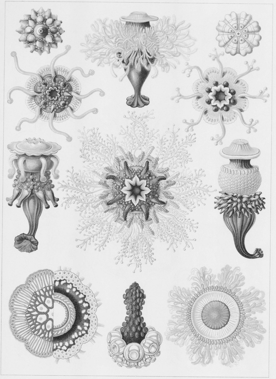 17 Various species of Siphonophora in the same class as hydras 18 - photo 18