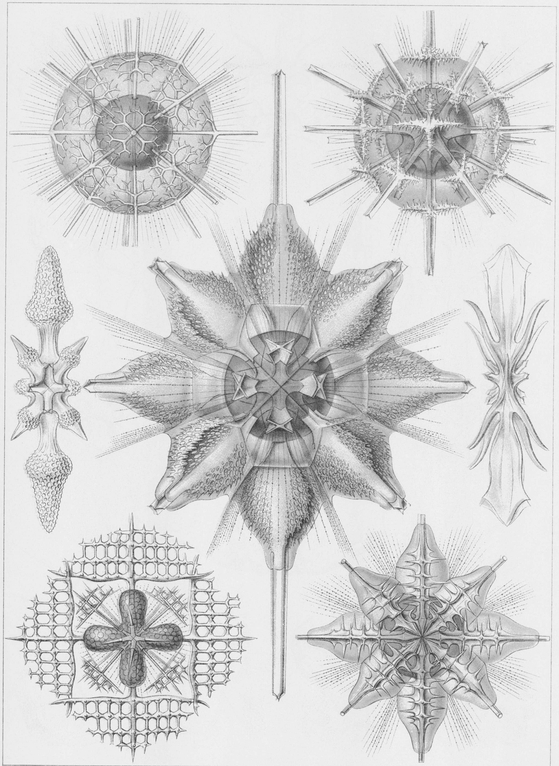 21 Various species of Radiolaria a type of marine Protozoa 22 Various - photo 22