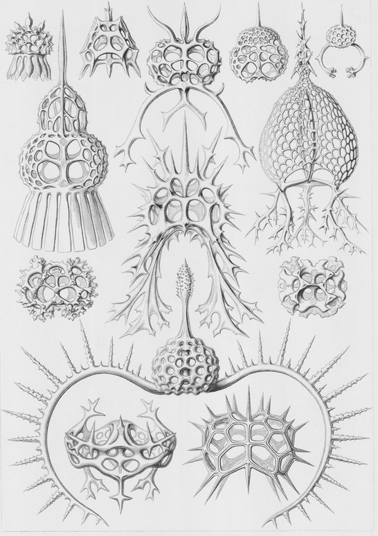 22 Various species of Radiolaria a type of marine Protozoa 23 Various - photo 23