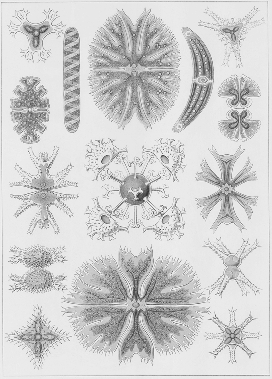 24 Various species of Desmidiaceae a type of unicellular algae 25 - photo 25