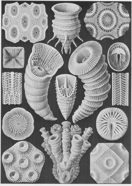 29 Various species of star corals 30 Various species of sea-urchins - photo 30