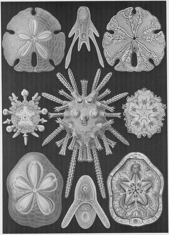 30 Various species of sea-urchins 31 Various species of Radiolaria a - photo 31