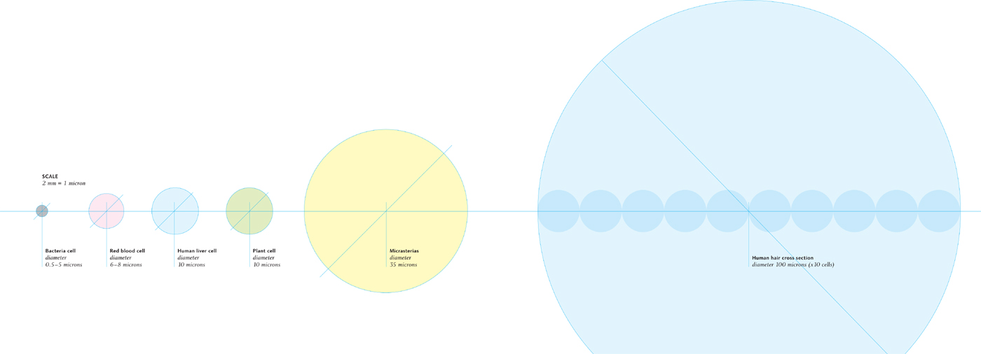 How big are cells Although most individual cells are far too small to see - photo 5