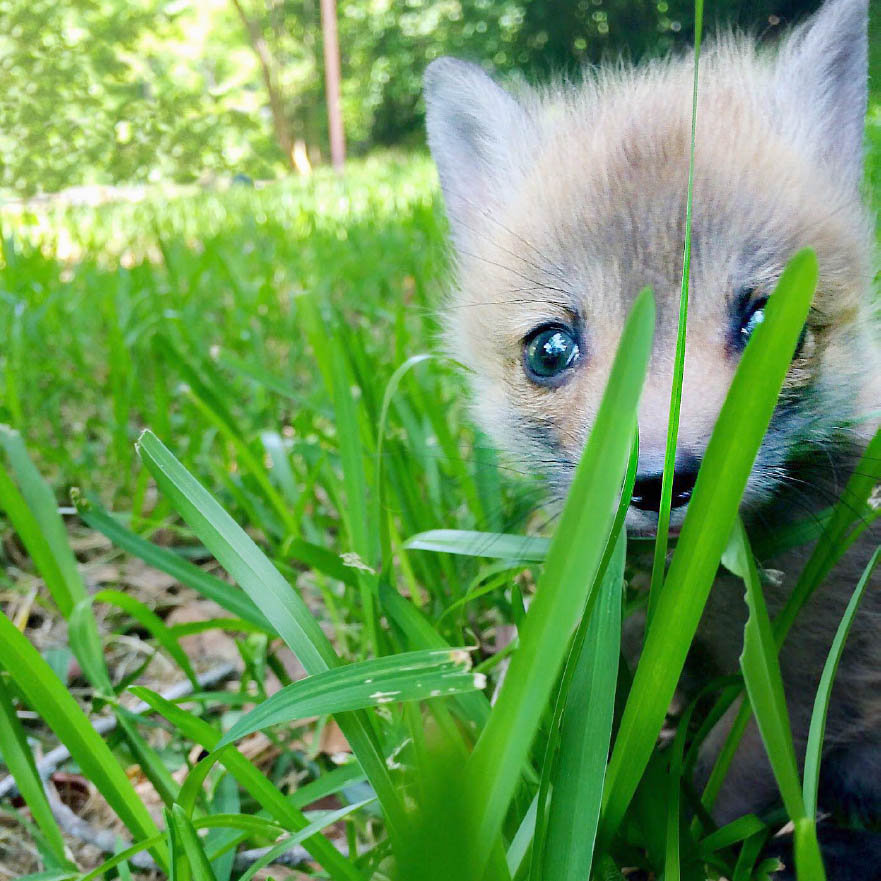 IT WASNT LONG BEFORE THE KITS began to grow and so did the runt She became - photo 9