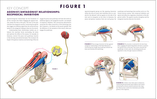 FIGURE 1 The Key Concepts show you how to apply biomechanics and physiology to - photo 3