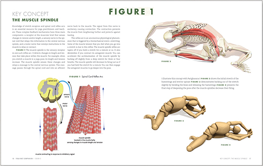 FIGURE 1 The Key Concepts show you how to apply biomechanics and physiology to - photo 3