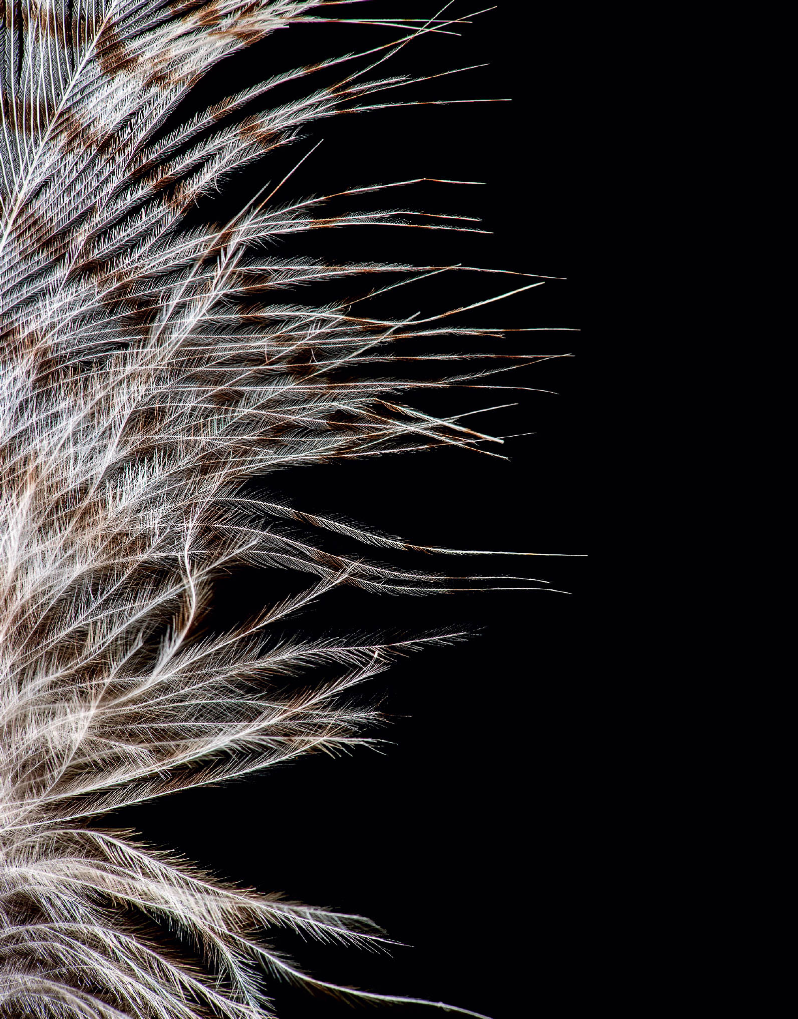 spotted eagle-owl This detailed shot of the Spotted Eagle-owls downy feathers - photo 2