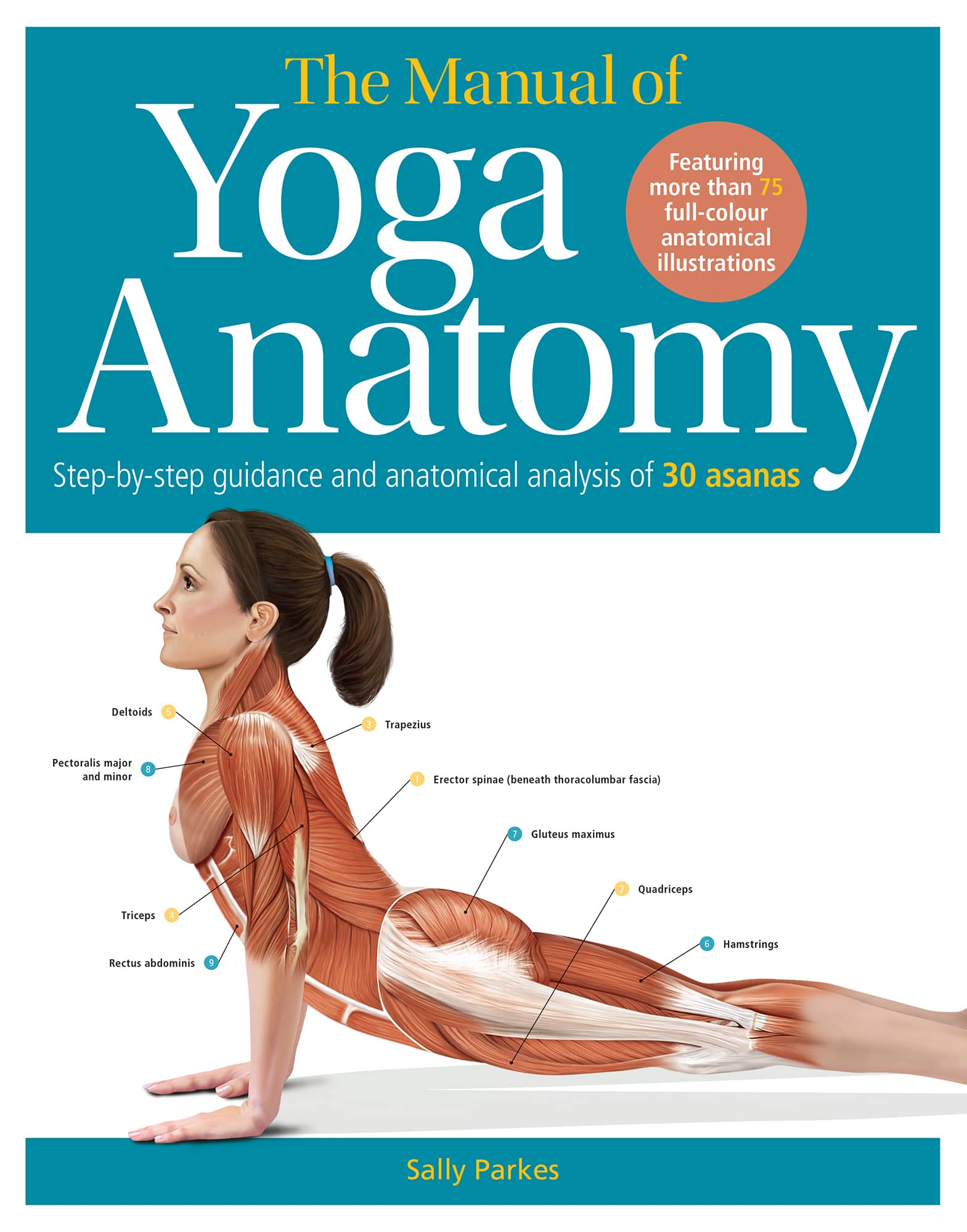 The Manual of Yoga Anatomy Step-by-step guidance and anatomical analysis of 30 - photo 1