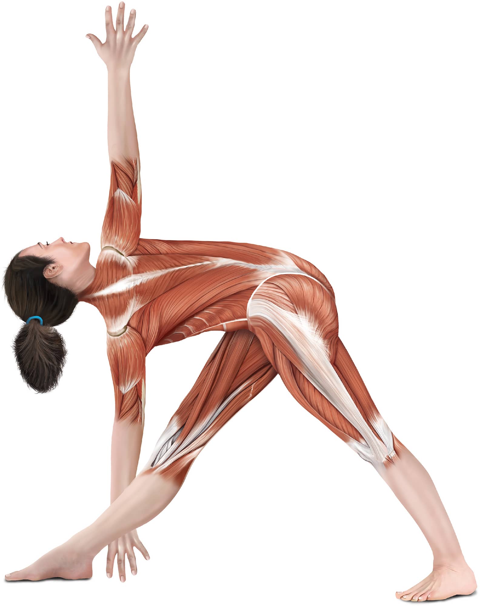 The Manual of Yoga Anatomy Step-by-step guidance and anatomical analysis of 30 - photo 3