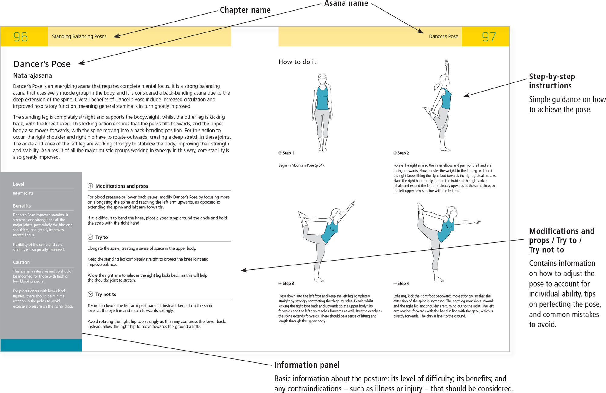 ASANA ANATOMY PAGES Anatomy Overview Body Regions T - photo 8