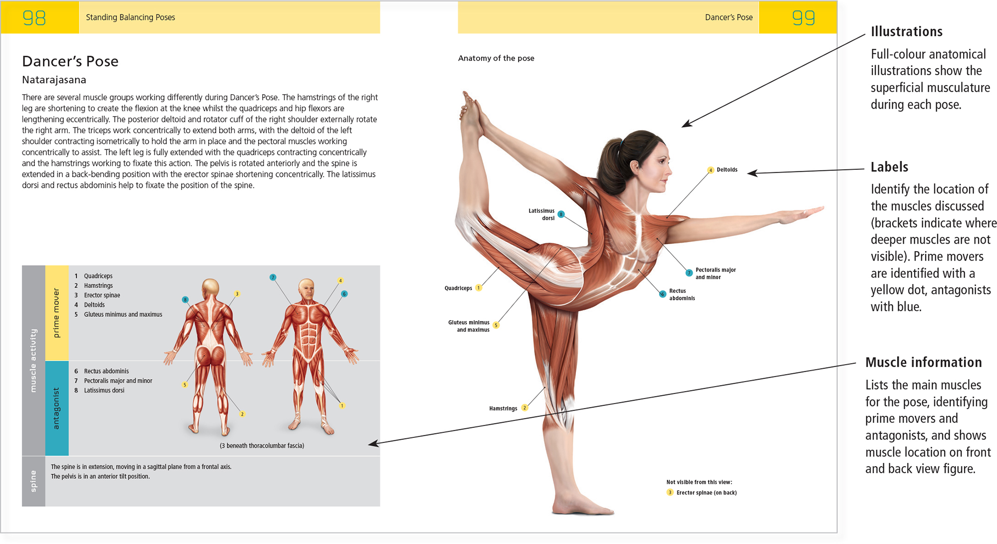 Anatomy Overview Body Regions The Body Anterior View The word in bracket - photo 9