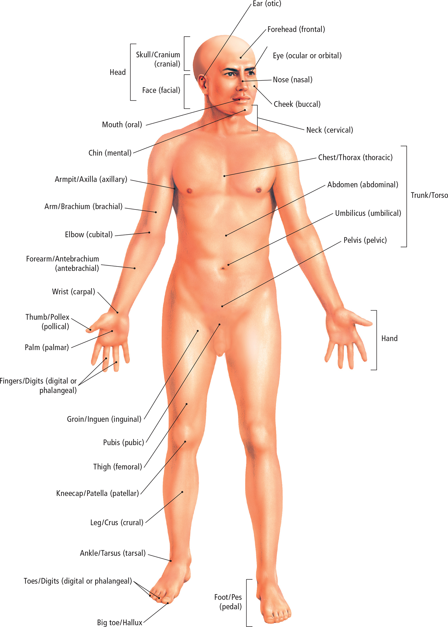 The word in brackets is the adjective for that body region The Body Posterior - photo 11