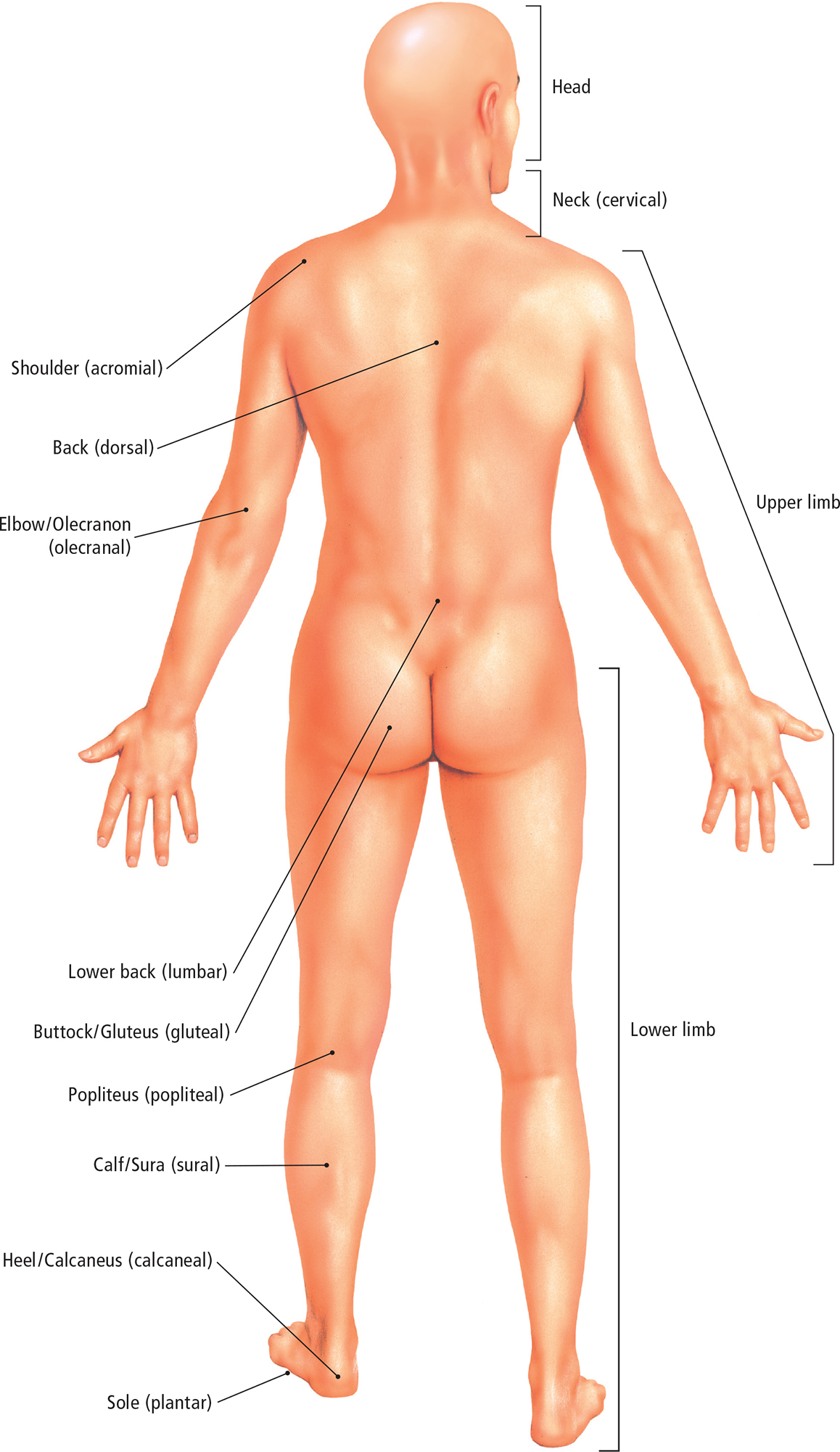 Muscles of the Body Anterior View Posterior View Lateral View - photo 12