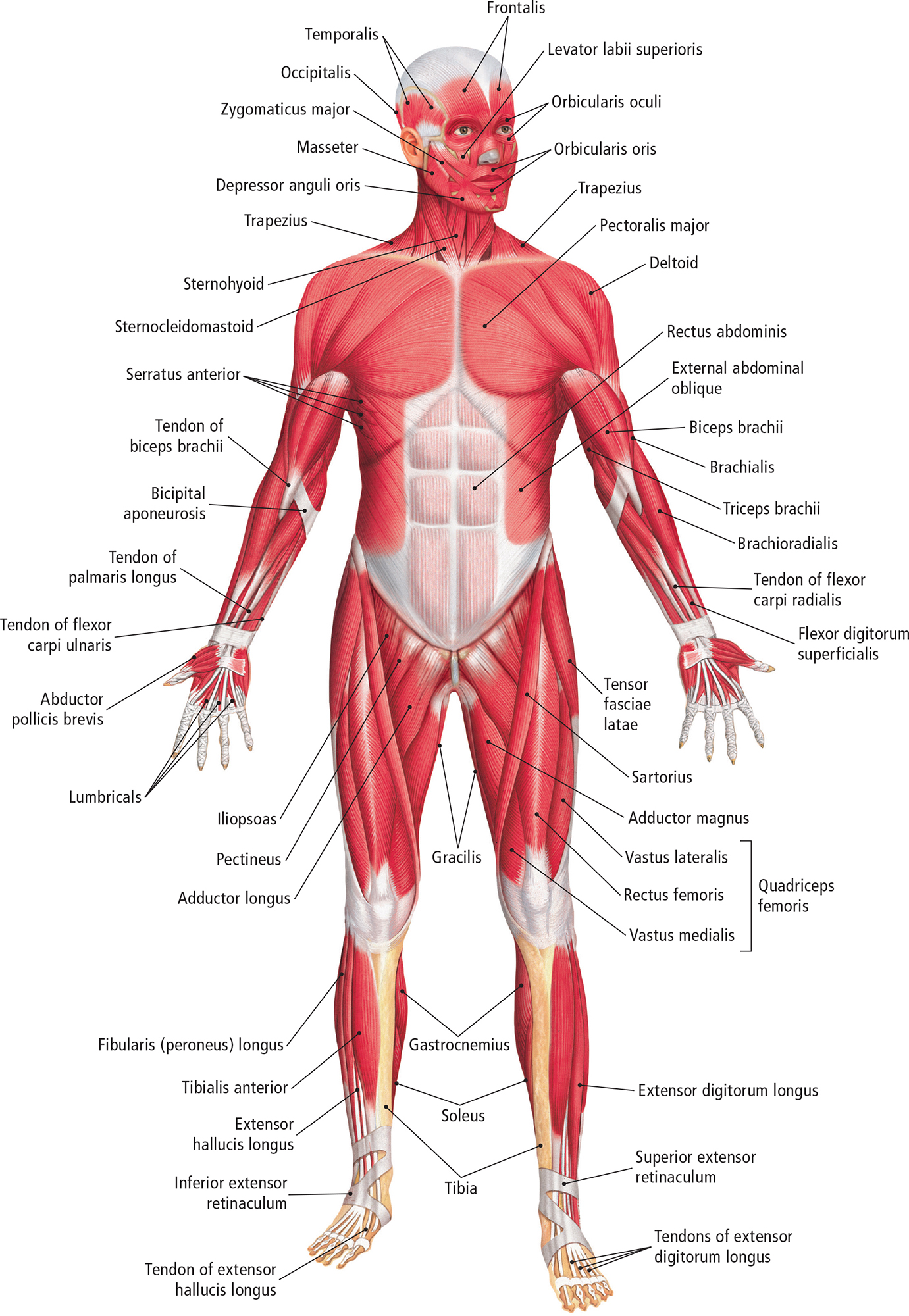 Posterior View Lateral View Muscles of the Abdomen and Back Muscl - photo 13