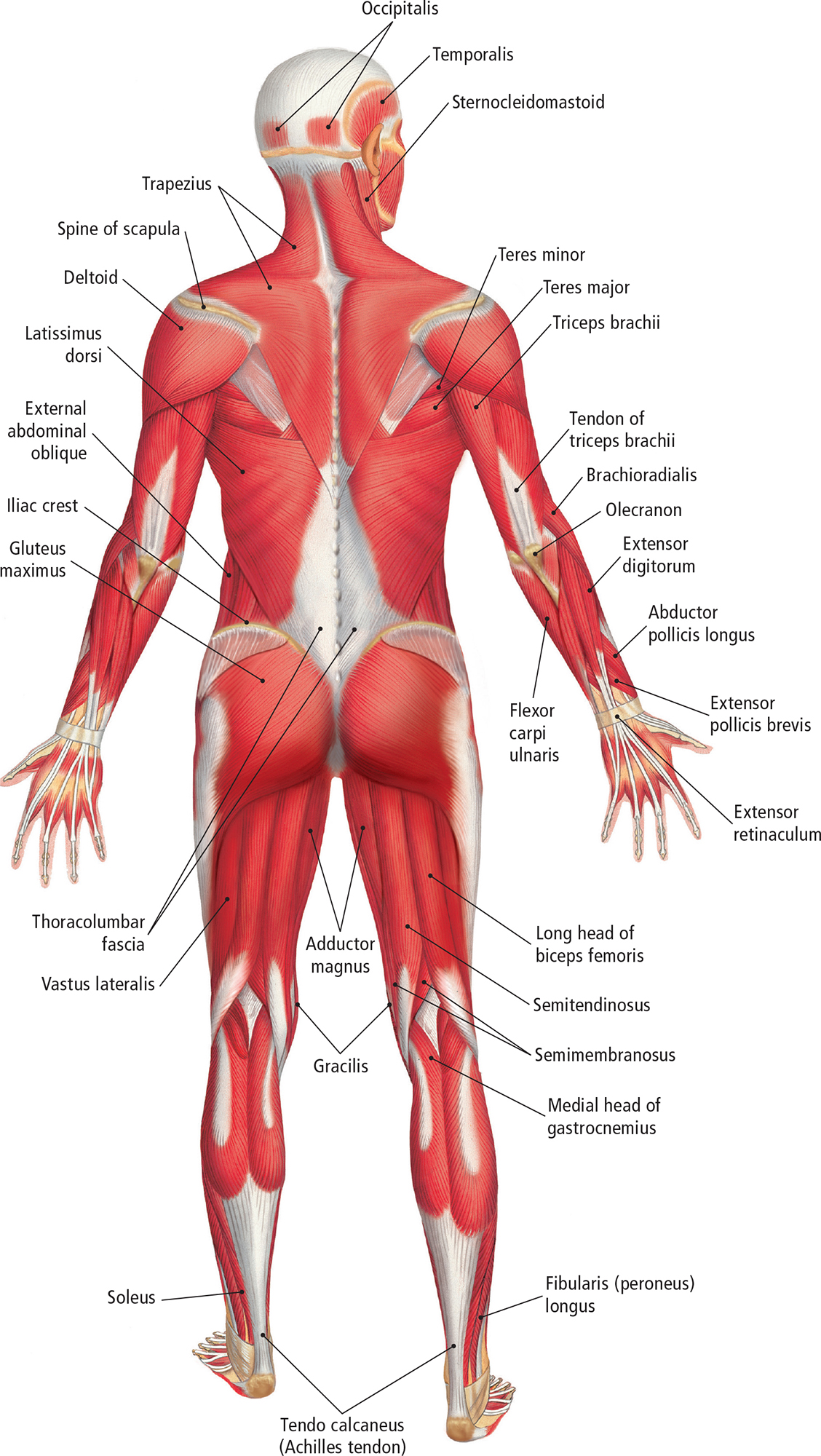 Lateral View Muscles of the Abdomen and Back Muscles of the Abdomen Anterior - photo 14