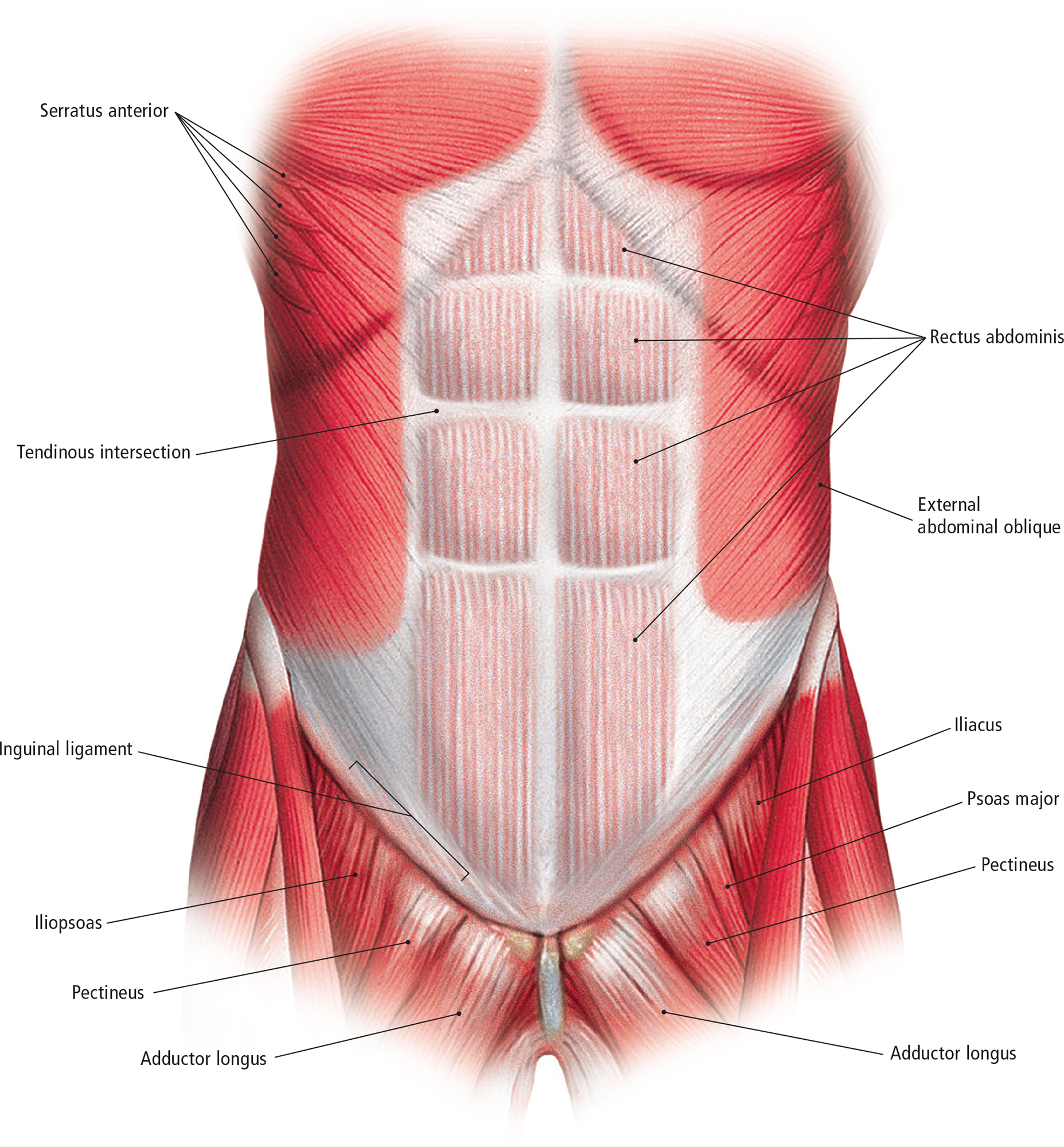 Muscles of the Back Posterior View Deep Muscles of the Back Posterior View - photo 16