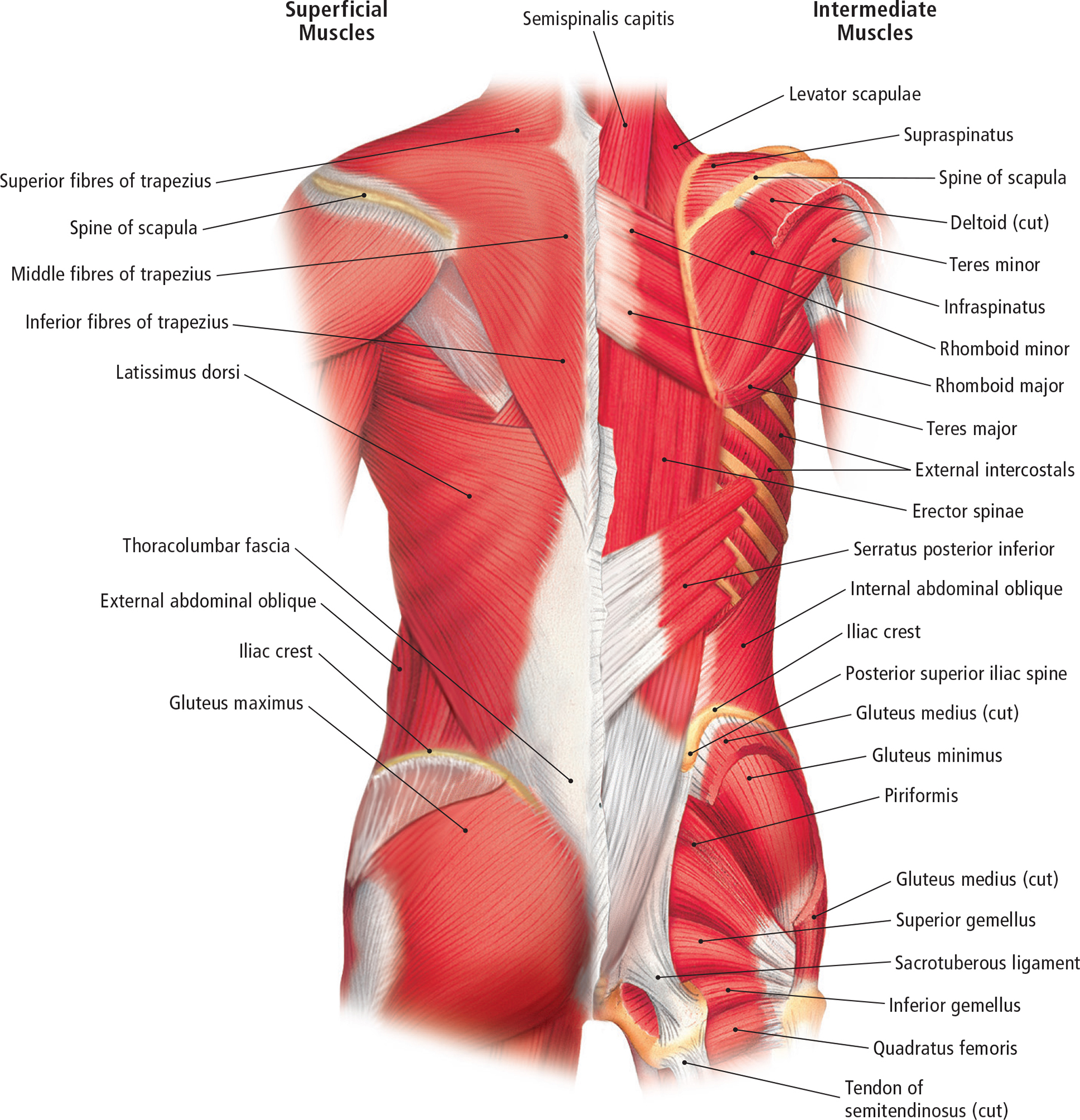 Deep Muscles of the Back Posterior View Muscles of the Upper and Lower Limb - photo 17