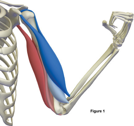 Figure 1 The biceps and brachialis are synergists of elbow flexion The - photo 2