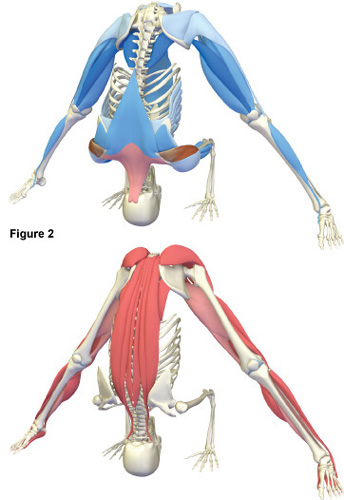 Figure 2 The synergists blue and antagonists red in Prasarita - photo 3