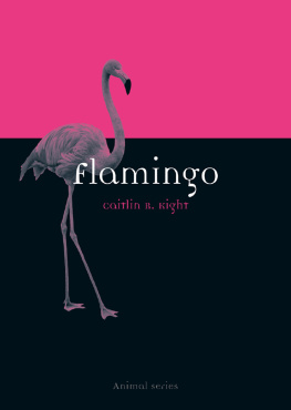 Caitlin R. Kight Flamingo