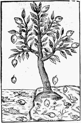 Durets depiction of a tree from which fish or fowl are made depending on where - photo 6