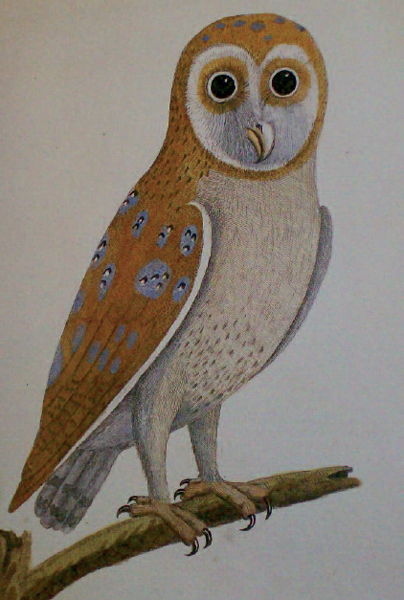 The White Owl a portrait of the barn owl by Eleazar Albin in 1731 The iconic - photo 3