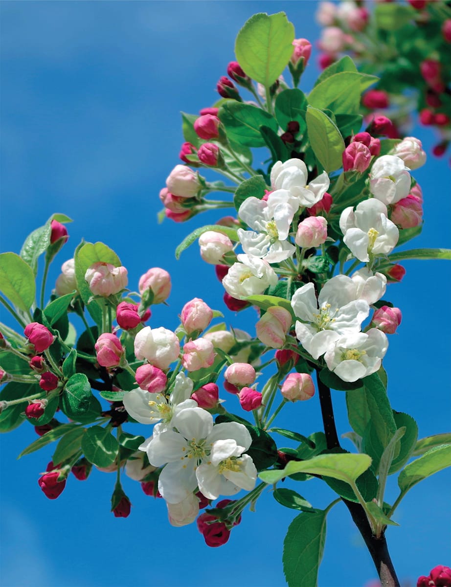 HOW PLANTS WORK Form Diversity Survival CONSULTANT EDITOR Stephen Blackmore - photo 2