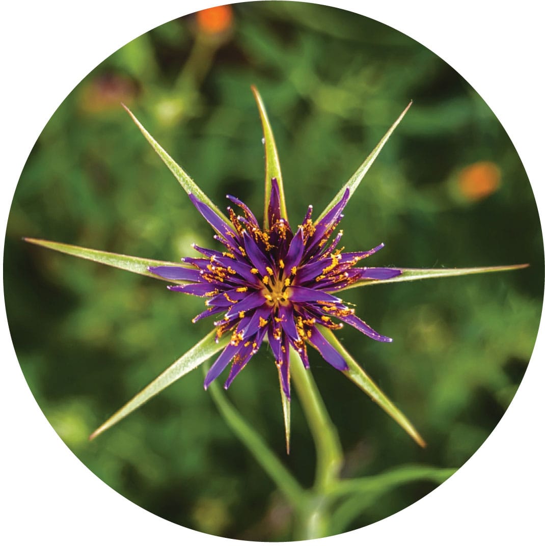 Flowerheads of purple salsify Tragopogon porrifolius open only to expose - photo 6