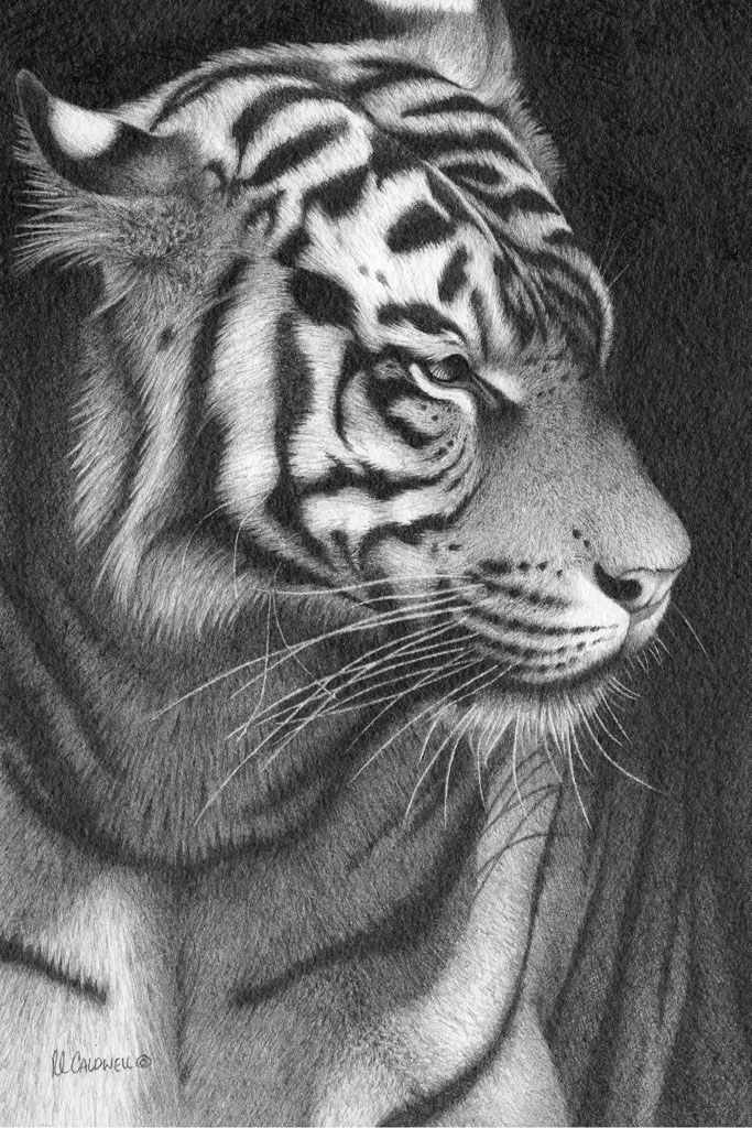 Whiskers Sumatran Tiger Graphite on Arches 300 640gsm cold-pressed - photo 7