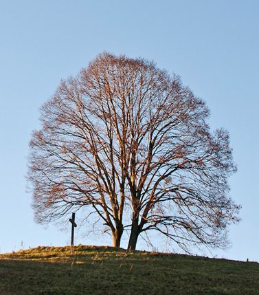 Linden Tilia Platiphyllos in nature Bonsai-in-training also known as - photo 5